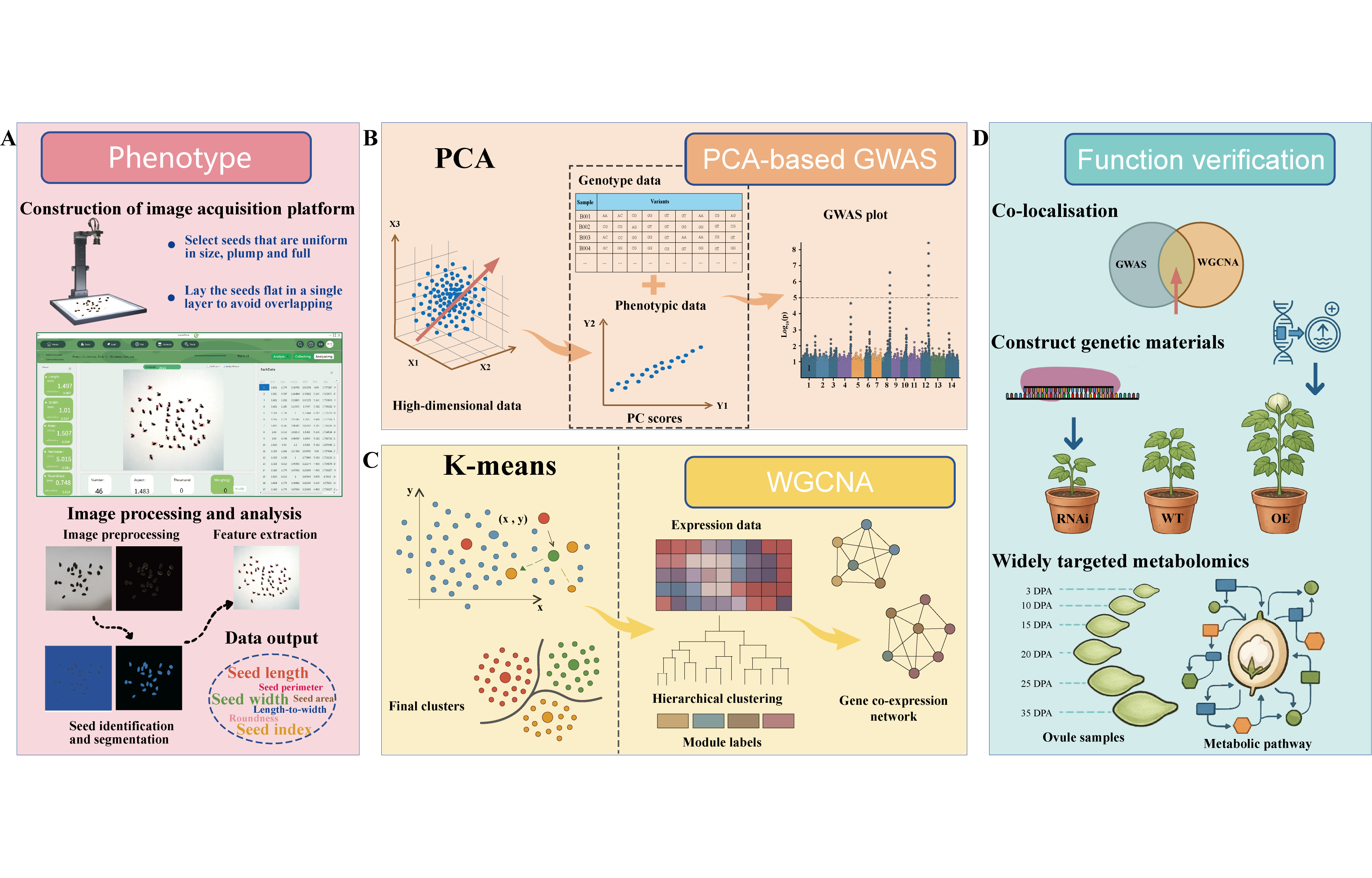 调控棉花种子大小的关键基因被发现