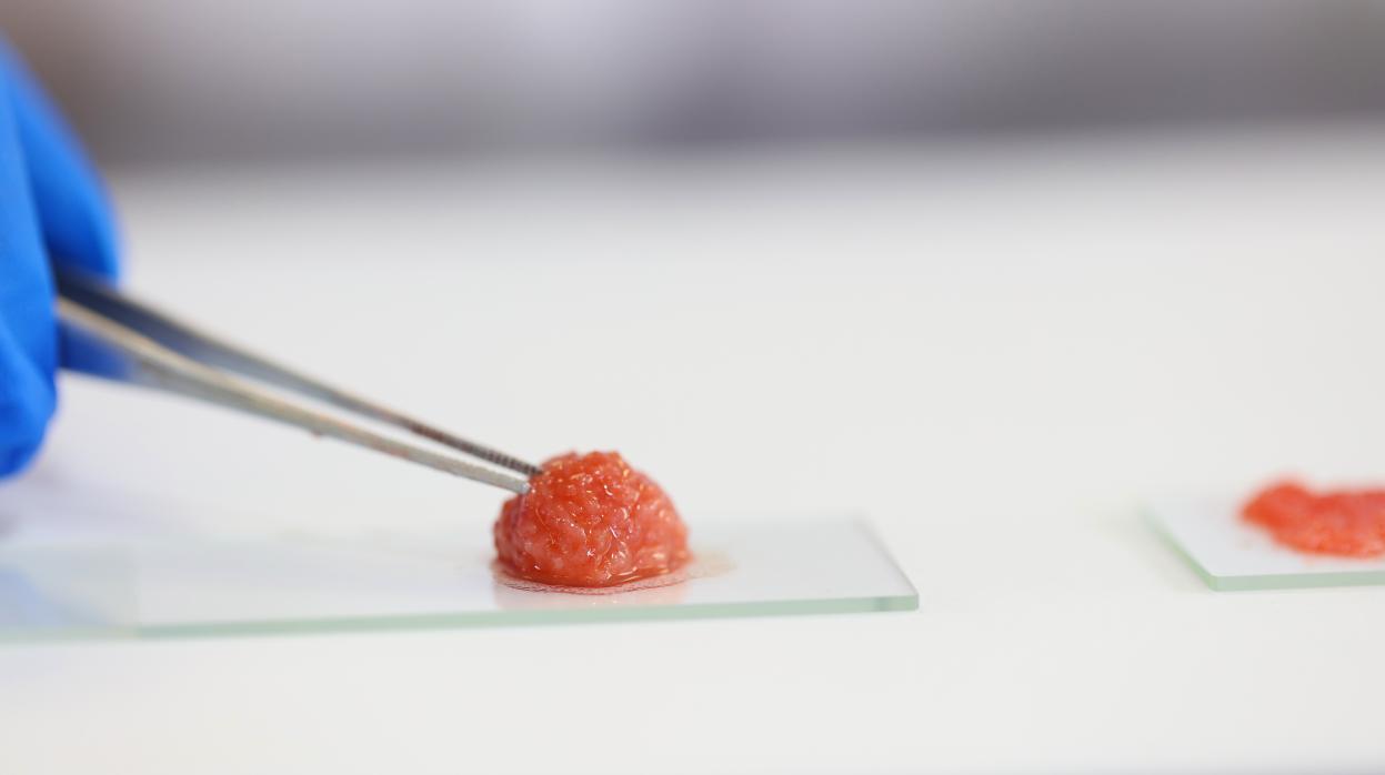 16年攻坚！一块细胞培养肉如何从实验室走向餐桌