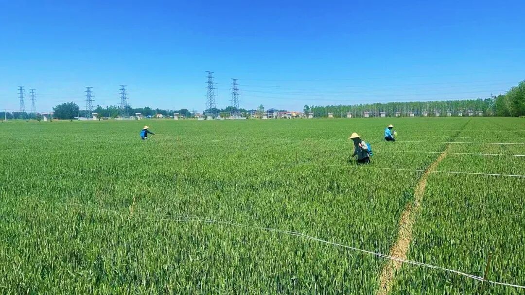 全国的小麦有福了!“头号癌症”赤霉病遇克星