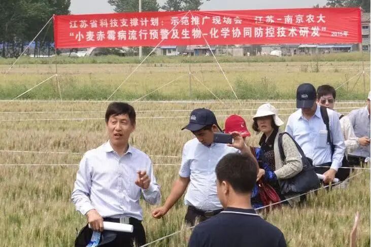 全国的小麦有福了!“头号癌症”赤霉病遇克星