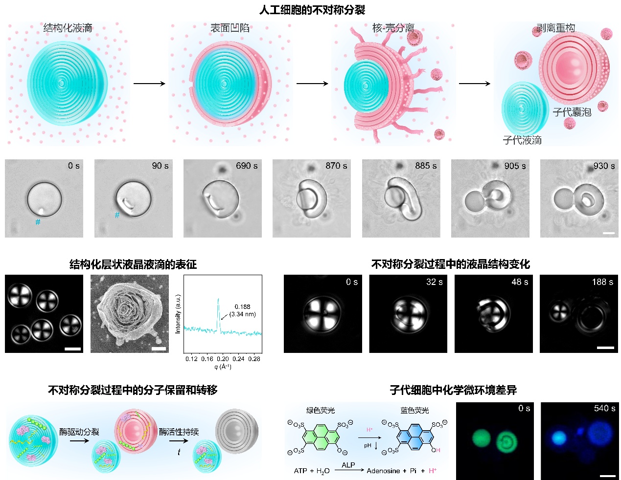 我国科学家破解人工细胞分裂难题，为生物制造提供新思路