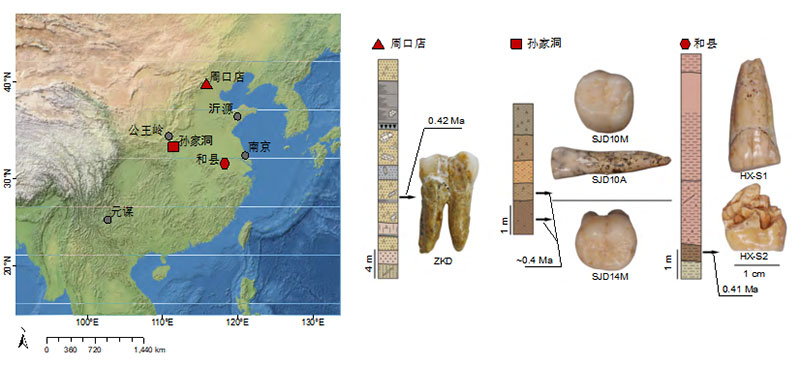 40万年前牙齿“开口说话”：直立人与现代人存在遗传关联