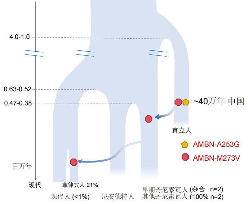 40万年前牙齿“开口说话”：直立人与现代人存在遗传关联