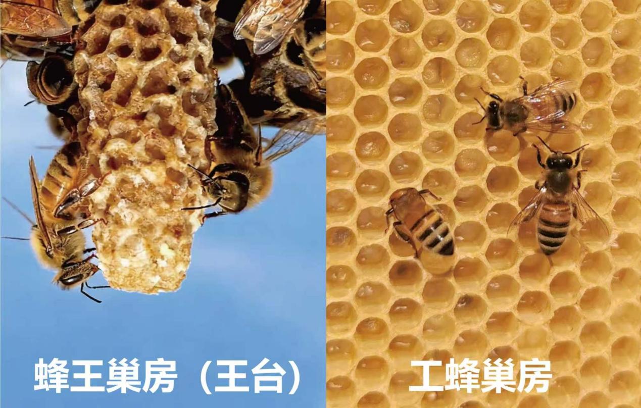 我国蜜蜂研究成果首登《自然》，全新视角解读蜂王发育的“建筑密码”