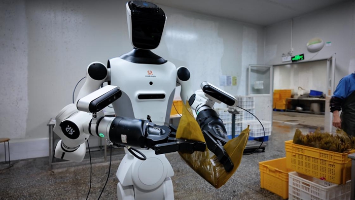 人形机器人上岗包粽子:13道工序全流程作业 人形机器人上岗包粽子:13道工序全流程作业