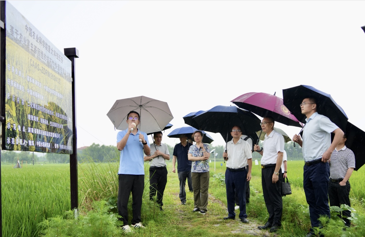对付“抗药”二化螟，科学家研发出新招数