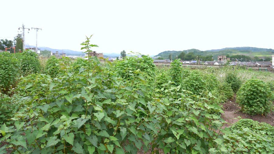 【院士科普】百年征程,如何守住农业的“中国芯”? 【院士科普】百年征程,如何守住农业的“中国芯”?