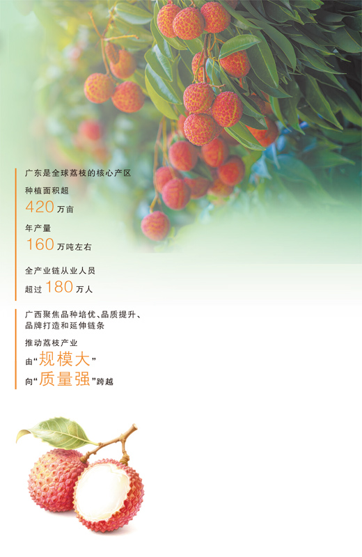 一颗荔枝的“含新量” 一颗荔枝的“含新量”