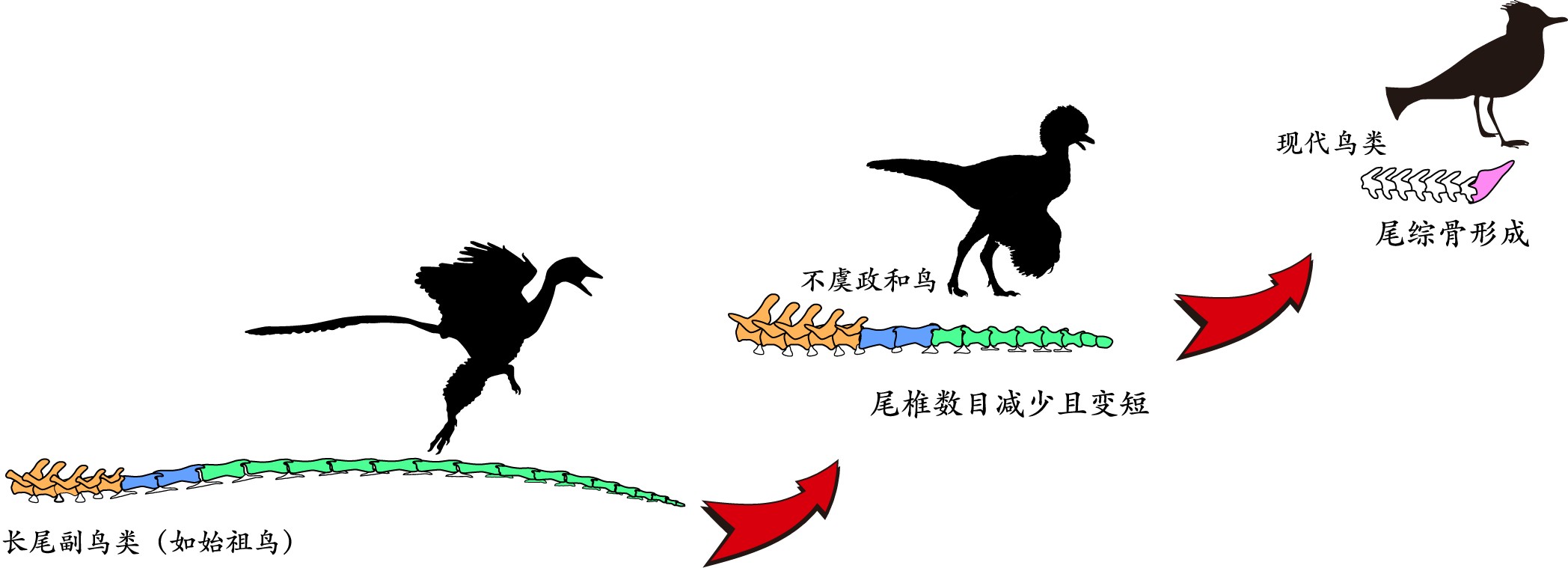 “飞向蓝天的恐龙”尾巴如何变短？这只“意外鸟”补上关键一环
