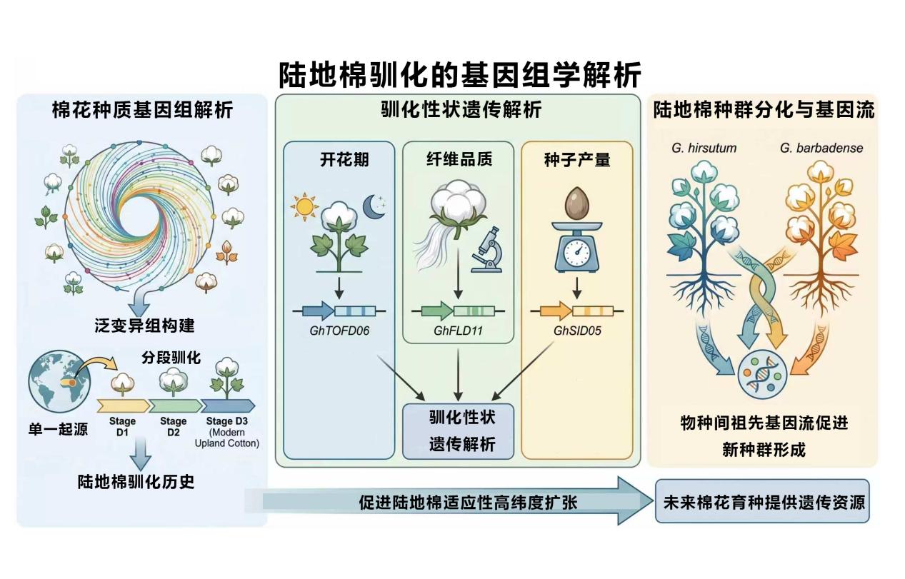 穿越数千年驯化史！我国科学家破解陆地棉驯化遗传轨迹
