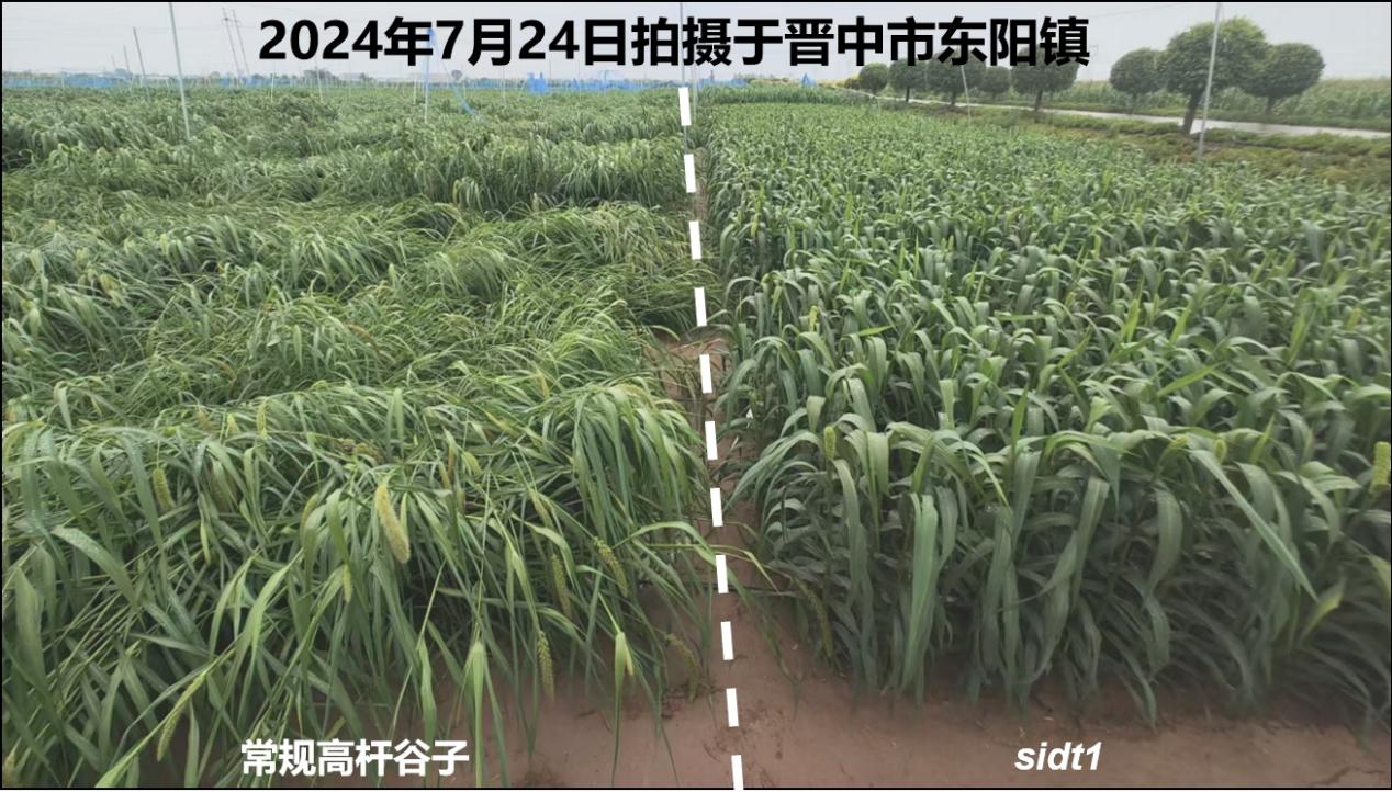 与水稻“小薇”同源，旱地谷子有望迎来“绿色革命”