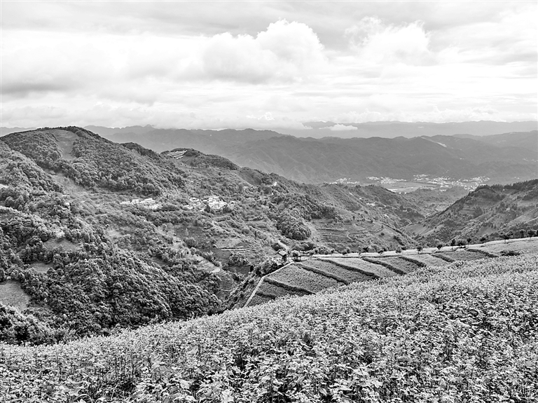 荞麦种植探索乡村振兴新路径