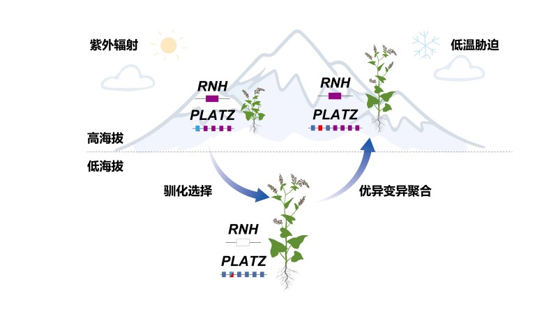 野生苦荞能上4500米,栽培的咋不行?科学家找回丢失的基因 野生苦荞能上4500米,栽培的咋不行?科学家找回丢失的基因