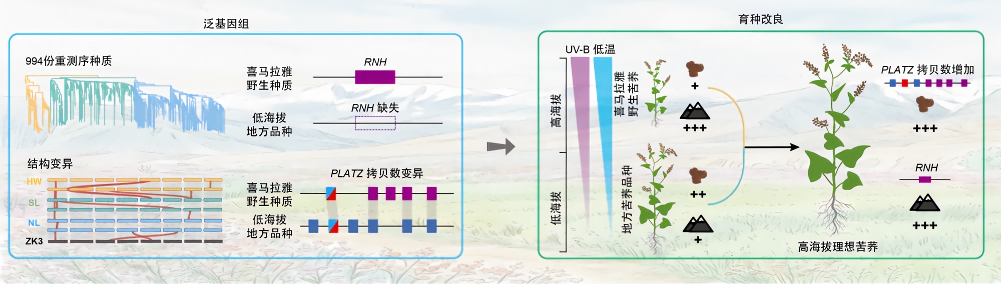 野生苦荞能上4500米,栽培的咋不行?科学家找回丢失的基因 野生苦荞能上4500米,栽培的咋不行?科学家找回丢失的基因