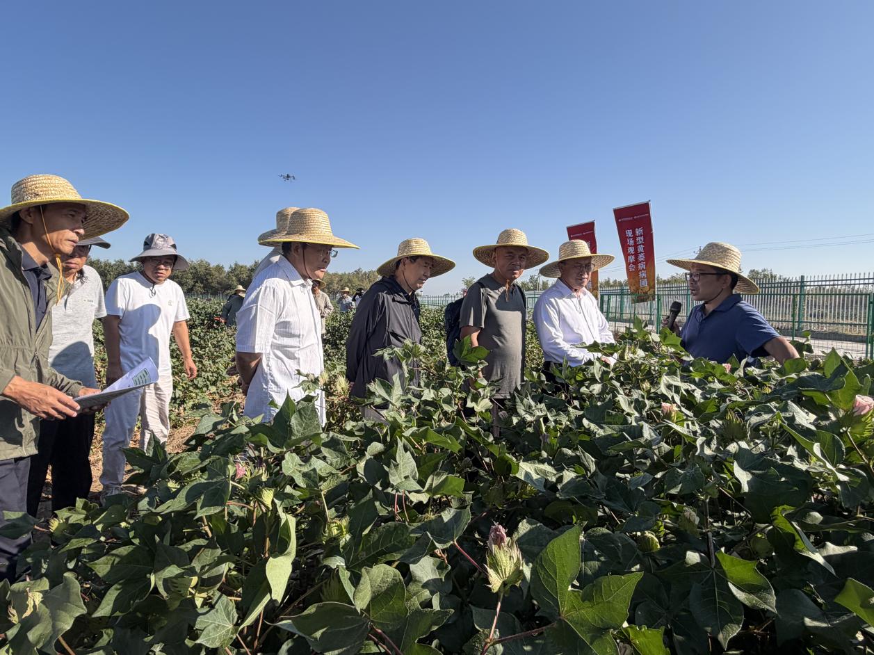 攻克棉花“癌症”！我国建成全球最大最全黄萎病精准鉴定病圃