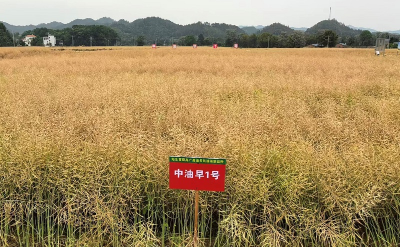 “中油杂501”“中油早1号”创11项全国油菜大面积单产提升典型案例
