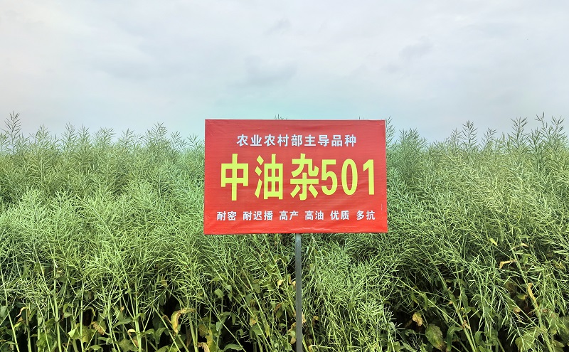 “中油杂501”“中油早1号”创11项全国油菜大面积单产提升典型案例