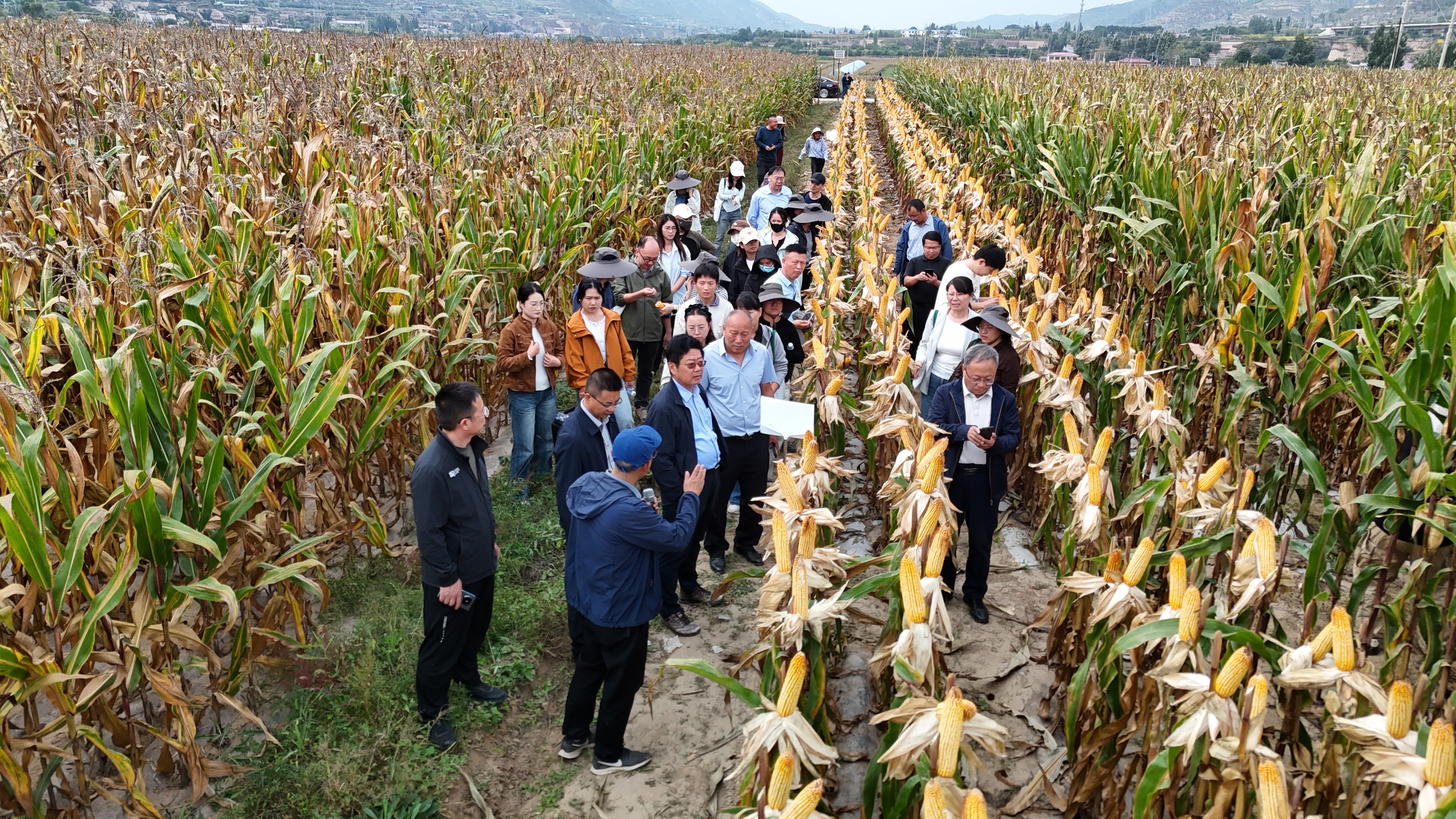旱塬黄绵土“活”了，玉米产量“涨”了