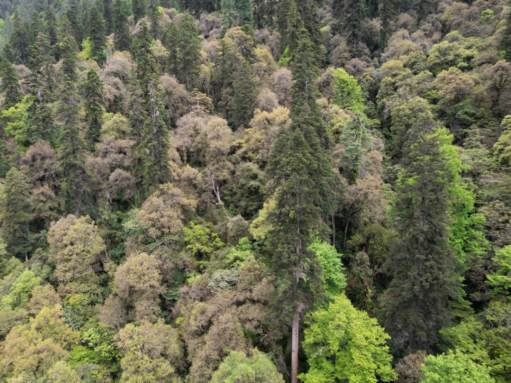 科学家发现83.2米高的云南黄果冷杉 为迄今为止中国最高树木