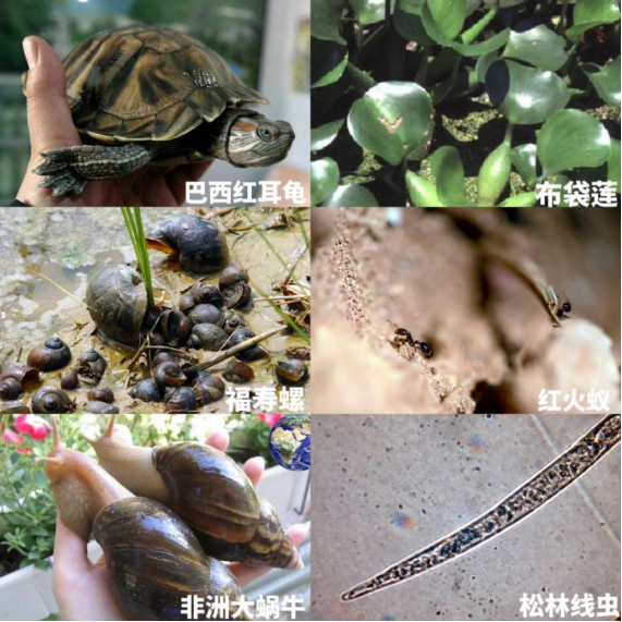 外来生物“特工”？退！退！退！