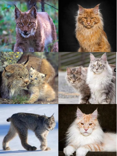 都让一让 超“凶猛”大猫来了！