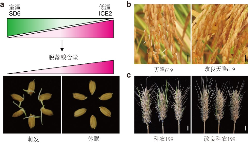 发芽|科学家找到调控水稻、小麦穗发芽的“开关”