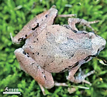 安徽发明蛙类新种