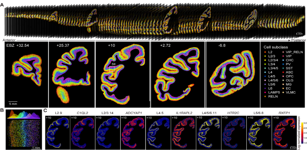 检测细胞4000多万个 中国科学家领衔发布猕猴大脑皮层细胞三维“地图”