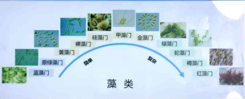 生物海带结构示意图图片