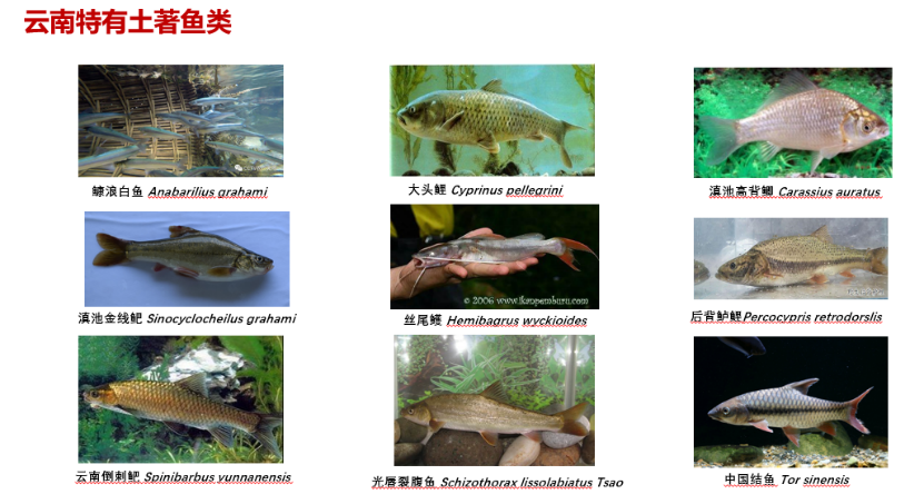 【智惠农民】鱼儿游进论文里，云南宜良土著鱼科技小院走在探索保护与开发的和谐之路