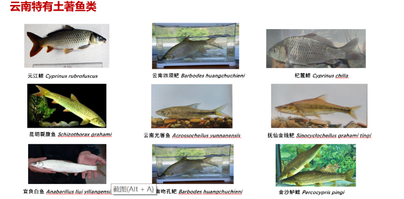 【智惠农民】鱼儿游进论文里，云南宜良土著鱼科技小院走在探索保护与开发的和谐之路