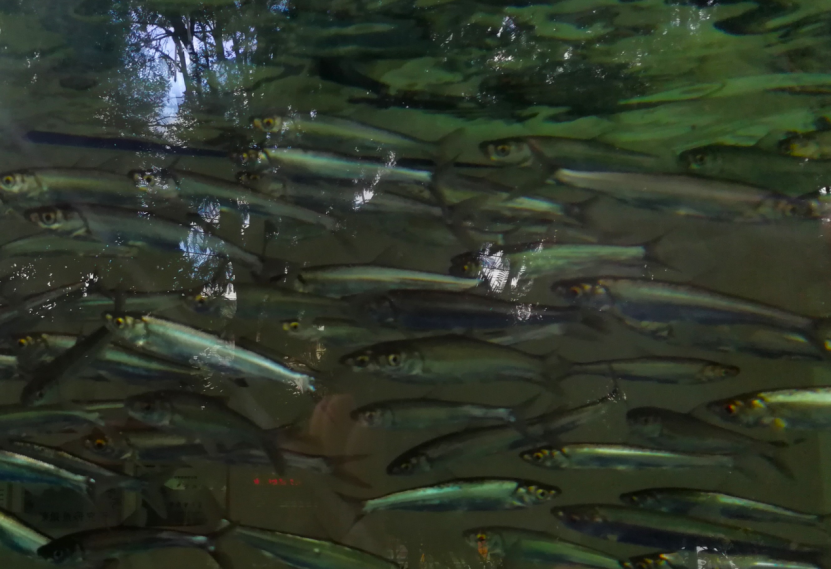 【智惠农民】鱼儿游进论文里，云南宜良土著鱼科技小院走在探索保护与开发的和谐之路