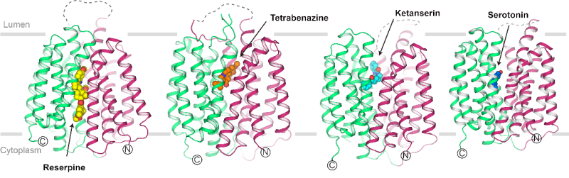 “快乐荷尔蒙”如何被运输？我科学家揭示转运及抑制机制