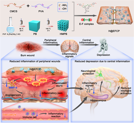 南开大学团队设计用于烧伤愈合和烧伤后抑郁情绪调节的功能水凝胶敷料