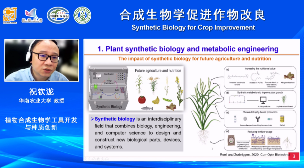 合成生物学如何为作物改良助攻？科学家们这么干