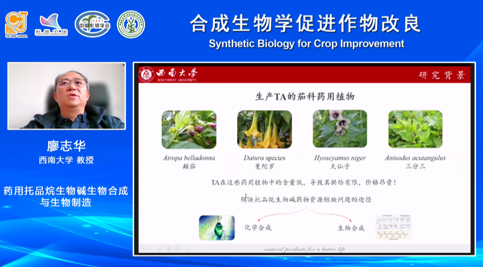 合成生物学如何为作物改良助攻？科学家们这么干