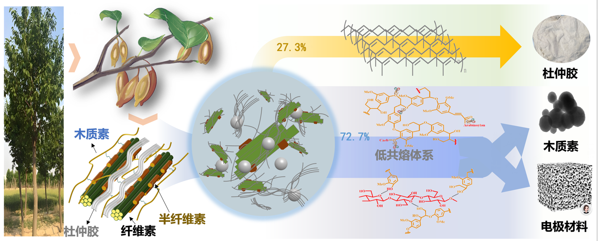 杜仲胶绿色提取与高值化应用领域取得关键突破