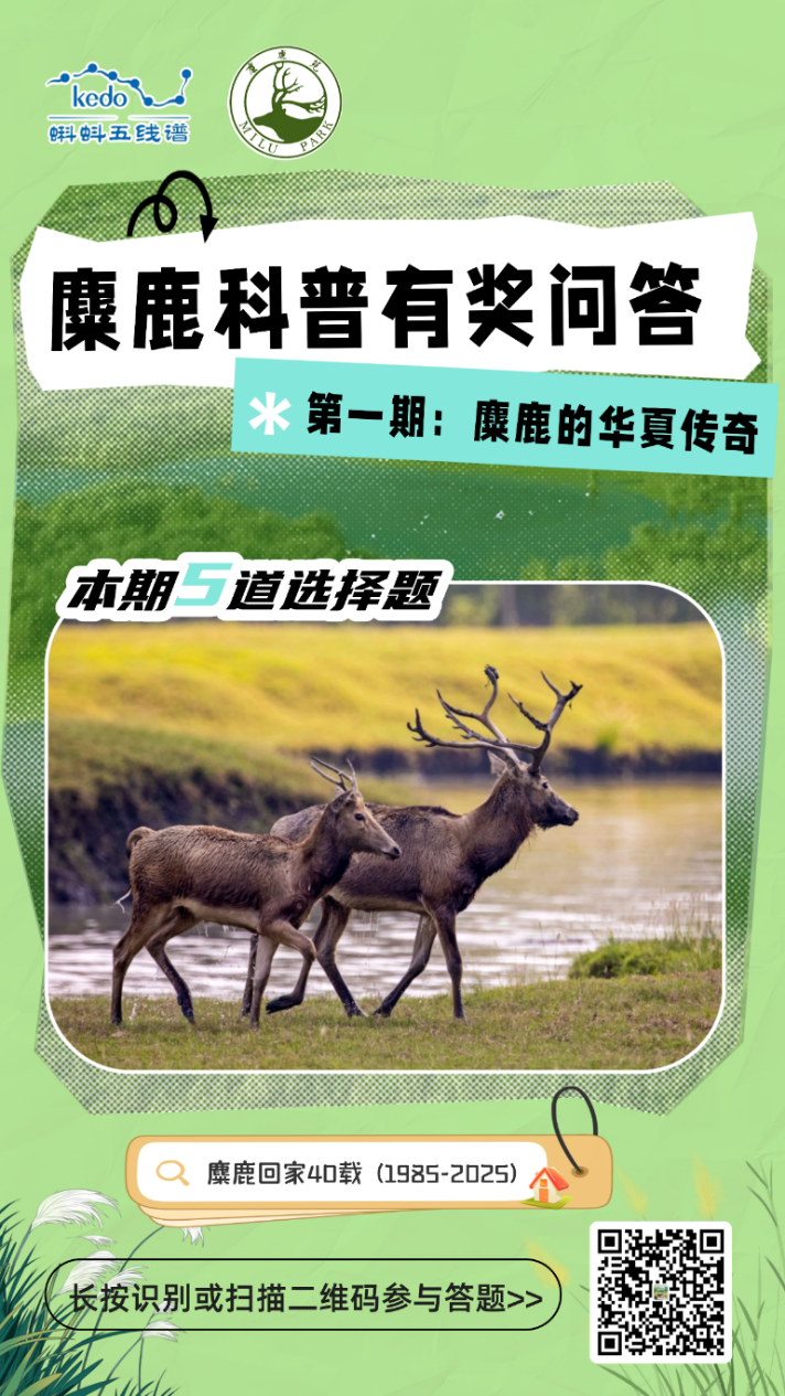探秘“四不像”，赢高门厚“鹿”！蝌蚪五线谱启动麋鹿科普有奖问答