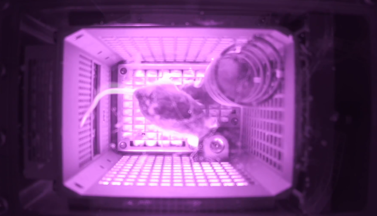 “飞天小鼠”回家！空间站第九批科学实验样品顺利返回并交付