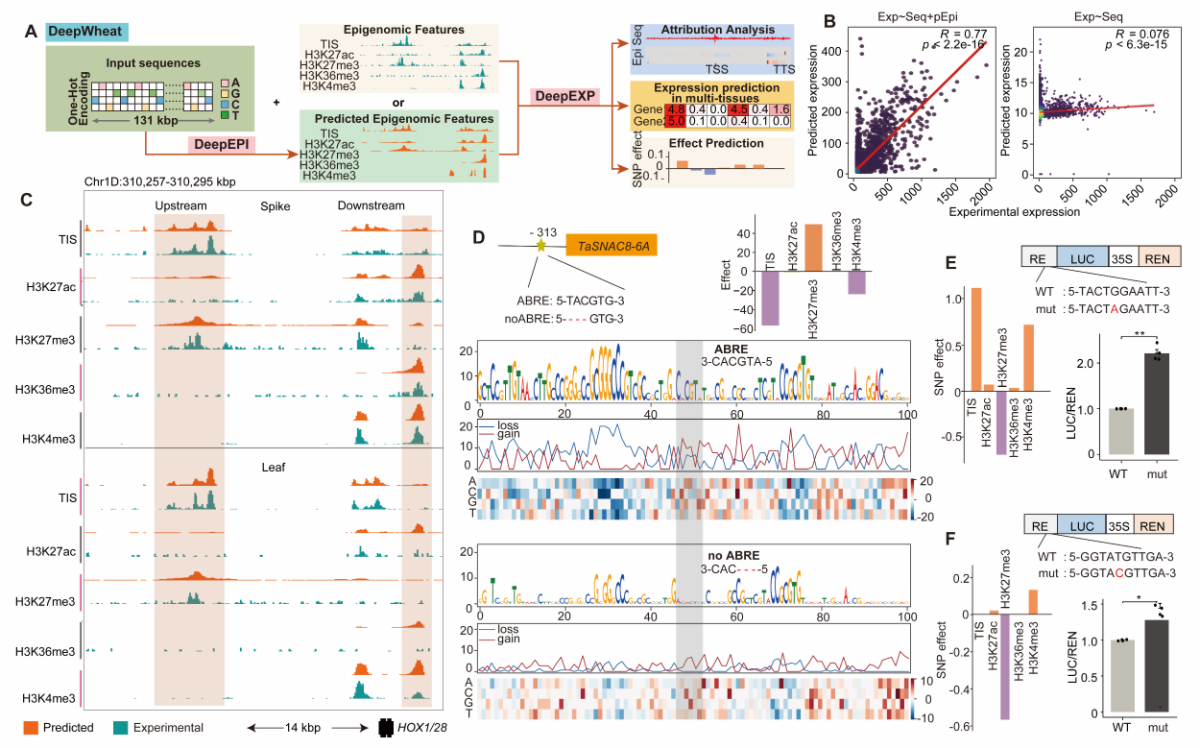 小麦育种有了 “AI 基因预言家”！DeepWheat精准助力智能育种