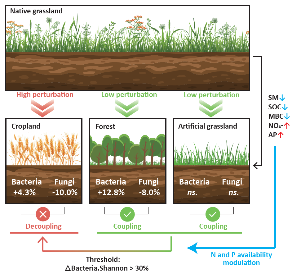 草地“变身”影响土壤微生物平衡 全球尺度研究揭示核心规律