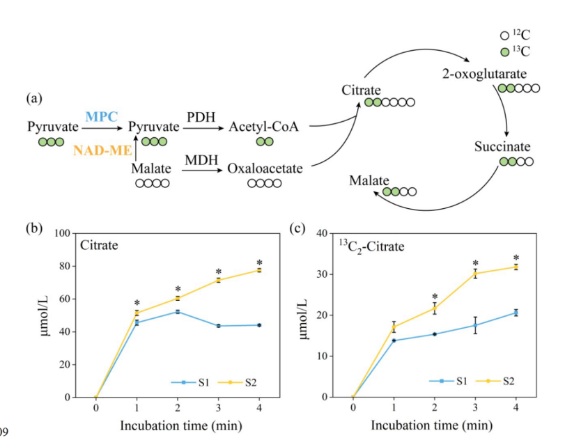 植物也懂高效供暖？研究揭示玉兰开花“双通路协同”供能机制