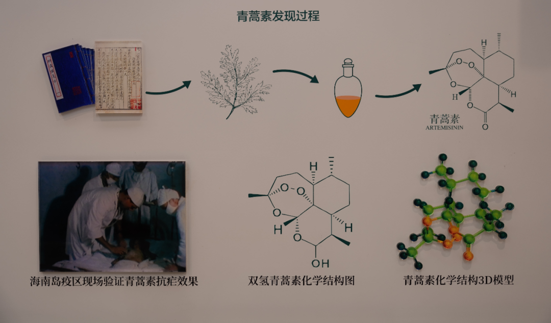 科学薪火丨我有责任第一个试药——屠呦呦的科研抉择