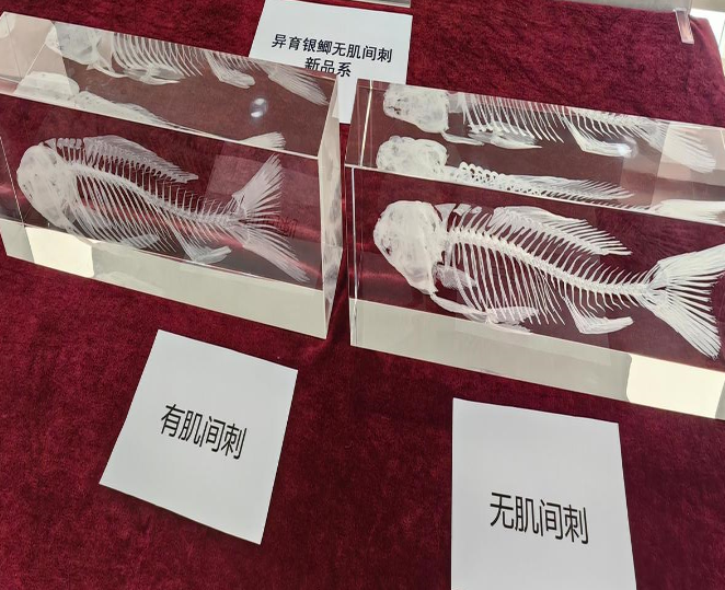 “无刺鲫鱼”来了！2026年有望端上餐桌