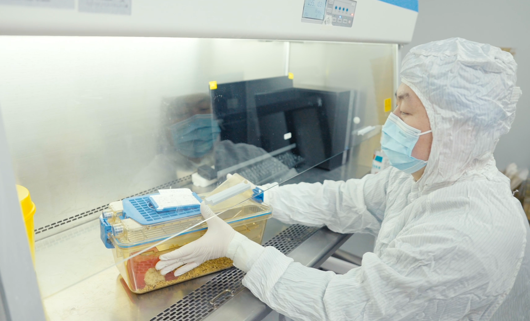 喜提“太空鼠二代”！关于飞天小鼠，你想知道的都在这里