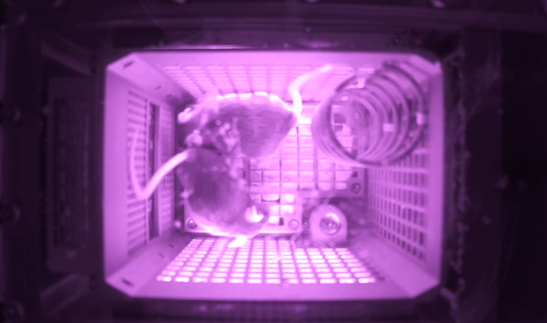 喜提“太空鼠二代”！关于飞天小鼠，你想知道的都在这里