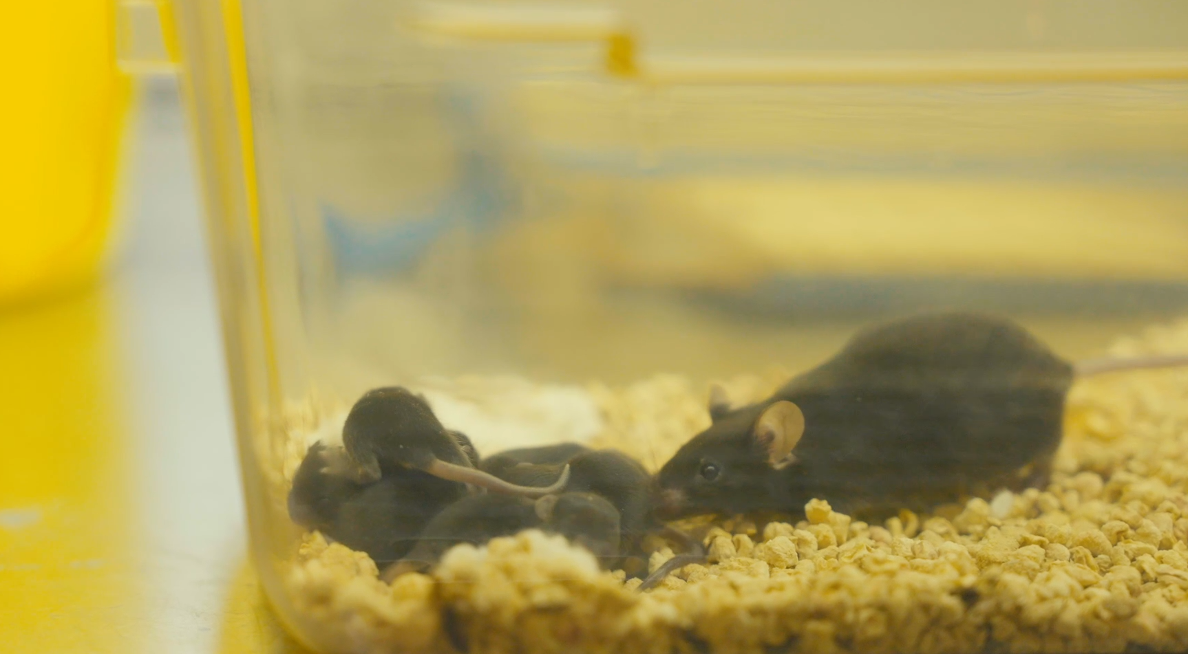 喜提“太空鼠二代”！关于飞天小鼠，你想知道的都在这里