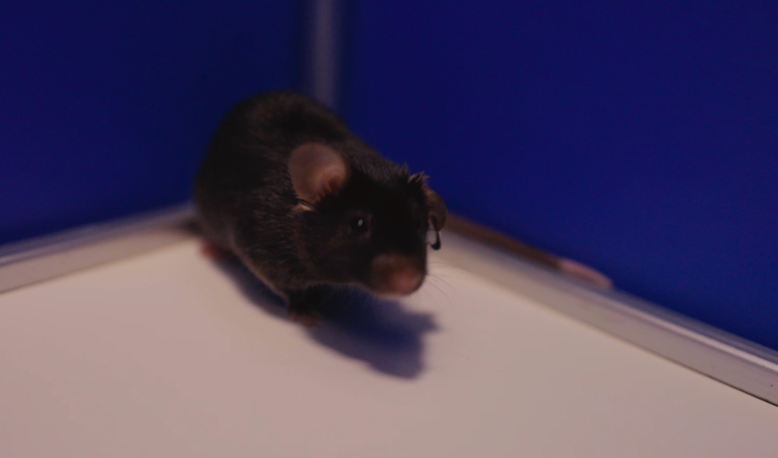 喜提“太空鼠二代”！关于飞天小鼠，你想知道的都在这里