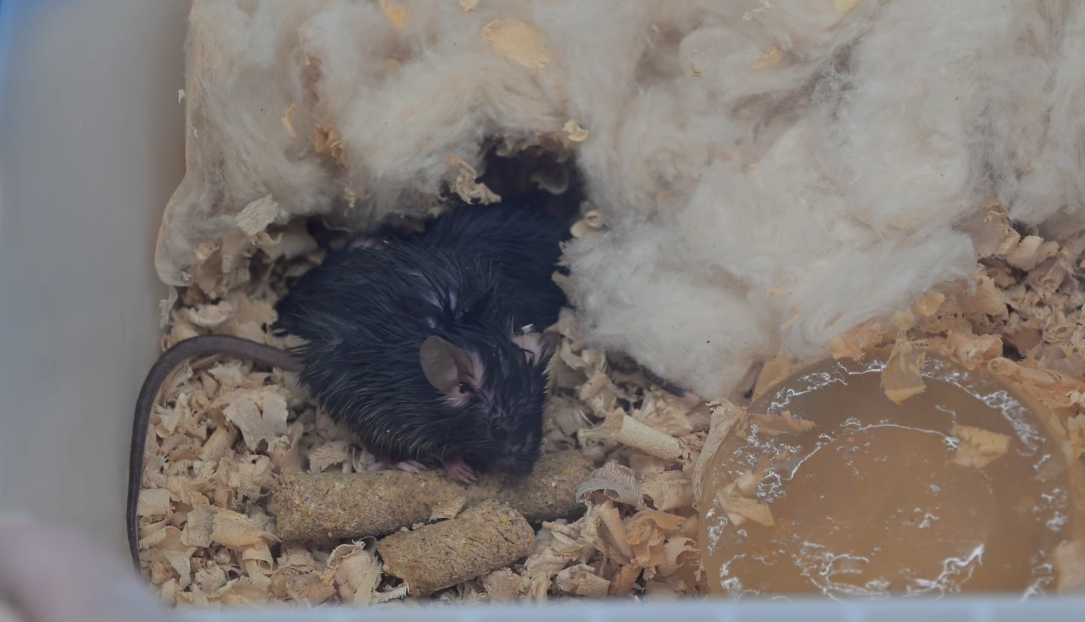 喜提“太空鼠二代”！关于飞天小鼠，你想知道的都在这里