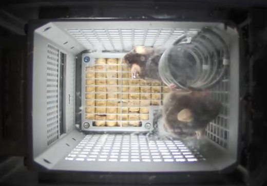 2025年中国空间站空间应用系统持续产出重大科技成果